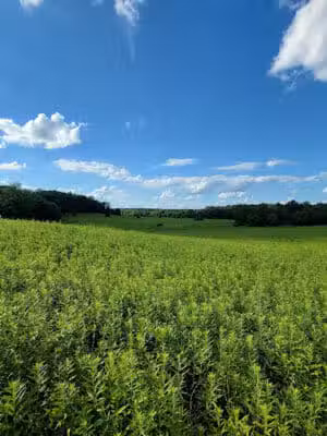 Ridgeview Farm - Hillsboro, OH