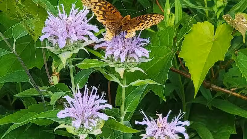 Ridgeview Farm - Hillsboro, OH