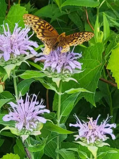 Ridgeview Farm - Hillsboro, OH