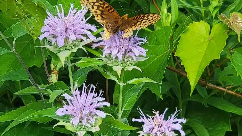 Ridgeview Farm - Hillsboro, OH