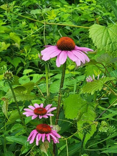 Ridgeview Farm - Hillsboro, OH