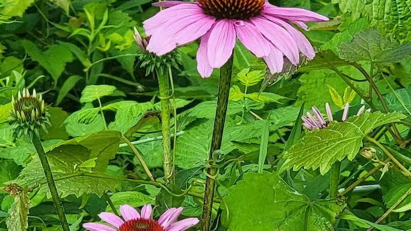 Ridgeview Farm - Hillsboro, OH