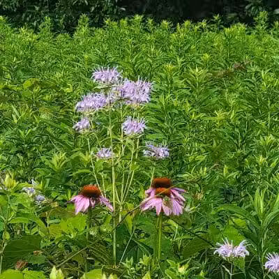 Ridgeview Farm - Hillsboro, OH