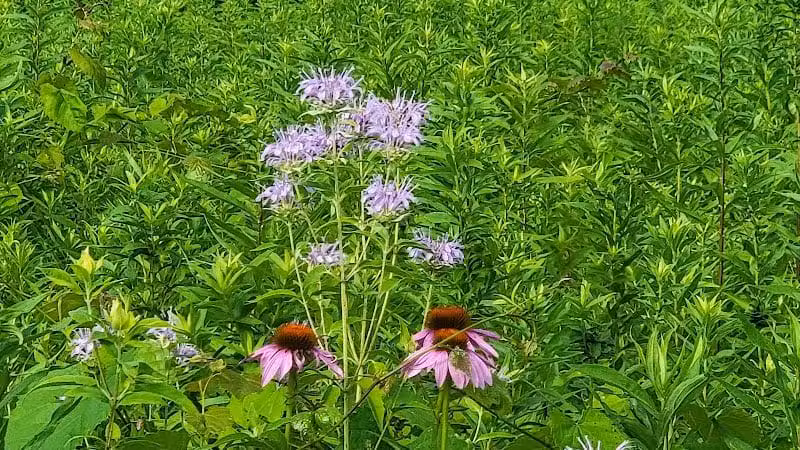 Ridgeview Farm - Hillsboro, OH
