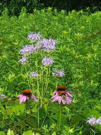 Ridgeview Farm - Hillsboro, OH