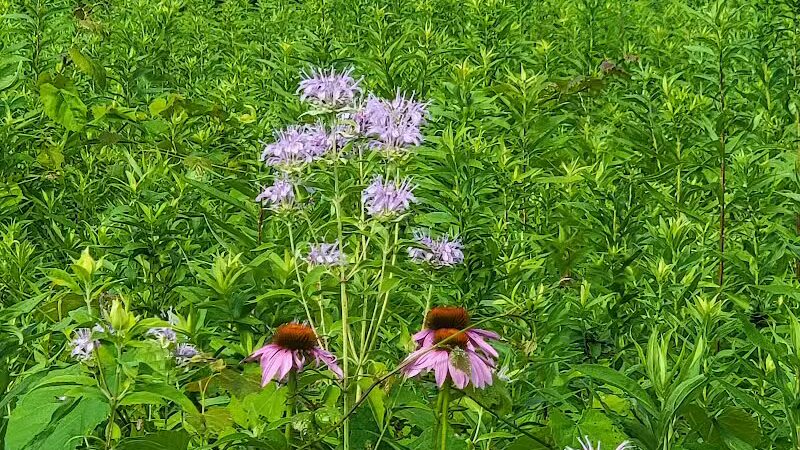 Ridgeview Farm - Hillsboro, OH