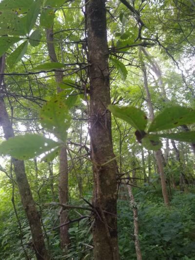 Ridgeview Farm - Hillsboro, OH