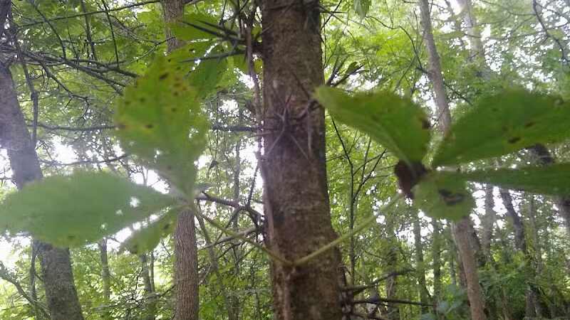 Ridgeview Farm - Hillsboro, OH