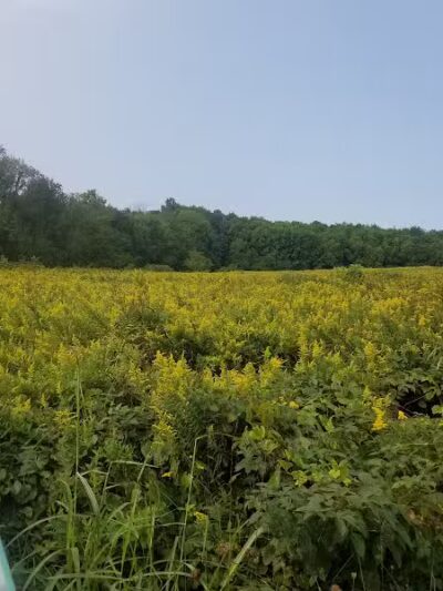 Ridgeview Farm - Hillsboro, OH