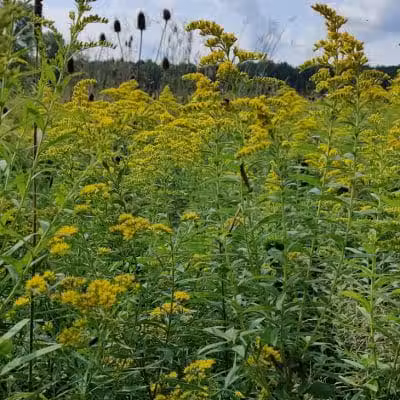Hinckley Lake Trail Loop - Hinckley, OH