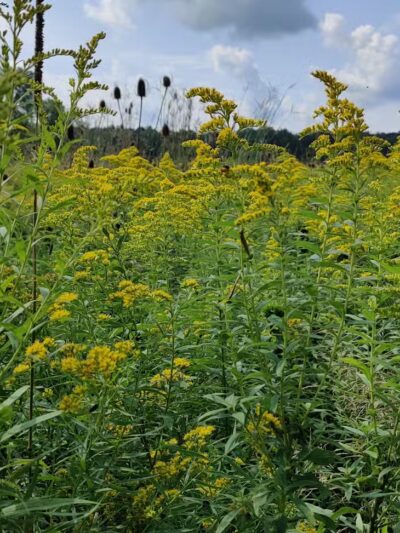 Hinckley Lake Trail Loop - Hinckley, OH
