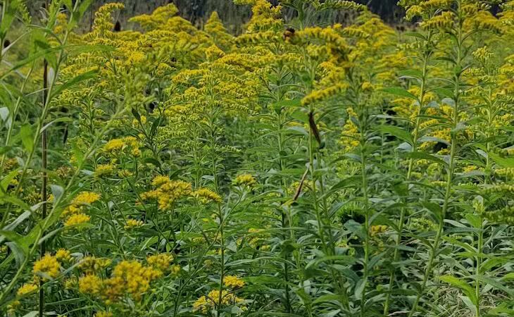 Hinckley Lake Trail Loop - Hinckley, OH