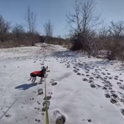 Dog Park at Van Raalte Farm Park - Holland, MI