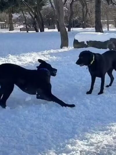 Dog Park at Van Raalte Farm Park - Holland, MI