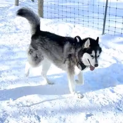 Dog Park at Van Raalte Farm Park - Holland, MI