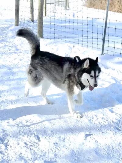 Dog Park at Van Raalte Farm Park - Holland, MI