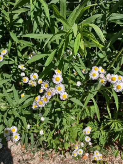 Dog Park at Van Raalte Farm Park - Holland, MI