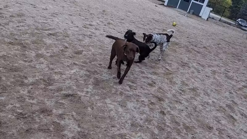 Hooksett Dog Park - Hooksett, NH
