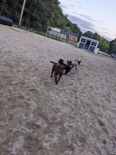 Hooksett Dog Park - Hooksett, NH