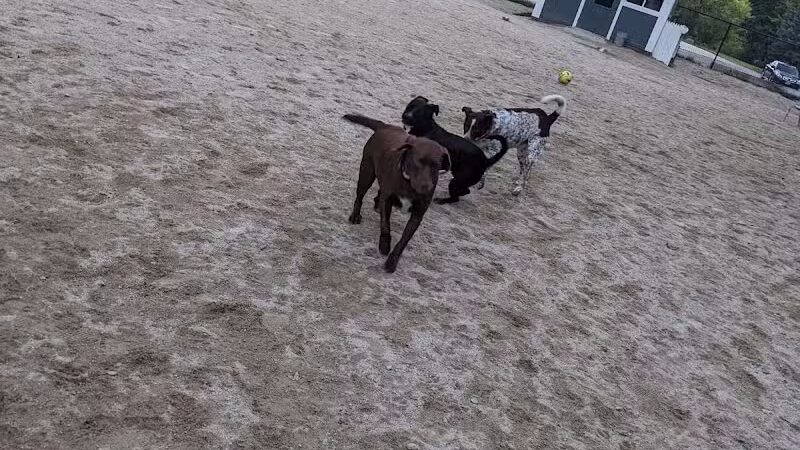 Hooksett Dog Park - Hooksett, NH