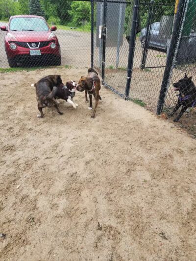 Hooksett Dog Park - Hooksett, NH