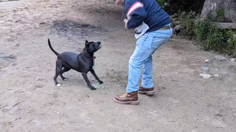 Hooksett Dog Park - Hooksett, NH