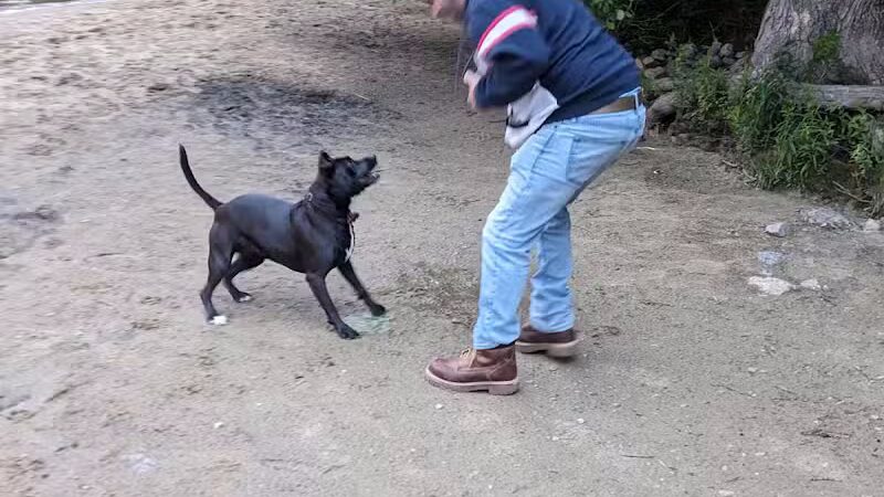Hooksett Dog Park - Hooksett, NH