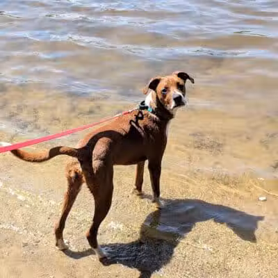 Hooksett Dog Park - Hooksett, NH