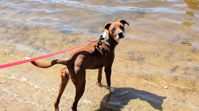 Hooksett Dog Park - Hooksett, NH