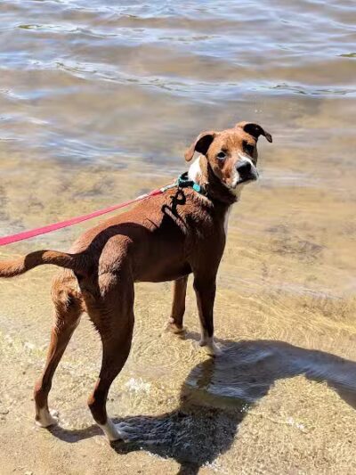 Hooksett Dog Park - Hooksett, NH