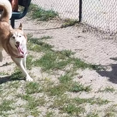 Hooksett Dog Park - Hooksett, NH