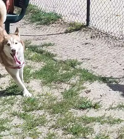Hooksett Dog Park - Hooksett, NH