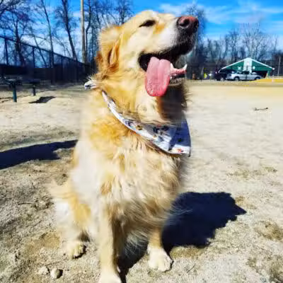 Hooksett Dog Park - Hooksett, NH