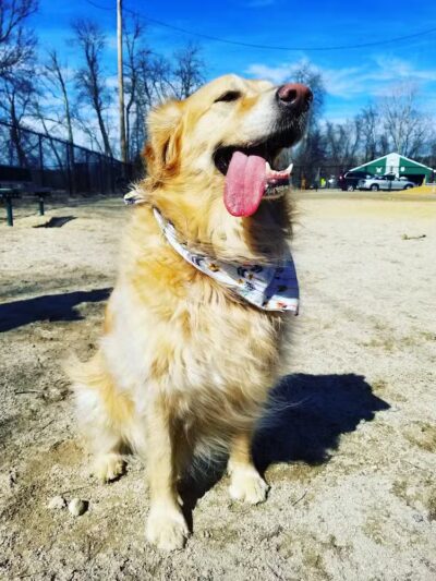 Hooksett Dog Park - Hooksett, NH