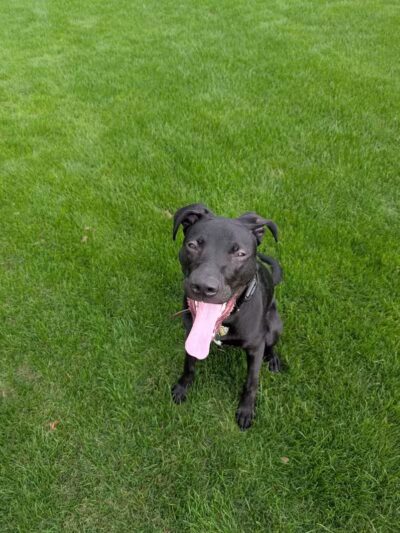 Ervan Chew Dog Park - Houston, TX