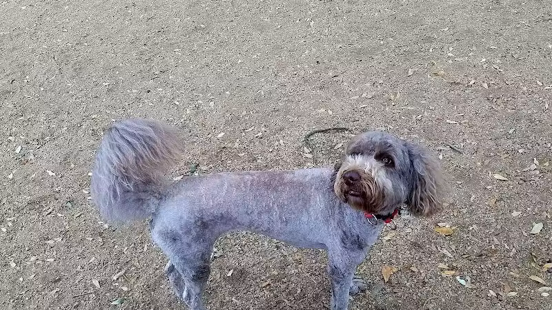 Ervan Chew Dog Park - Houston, TX