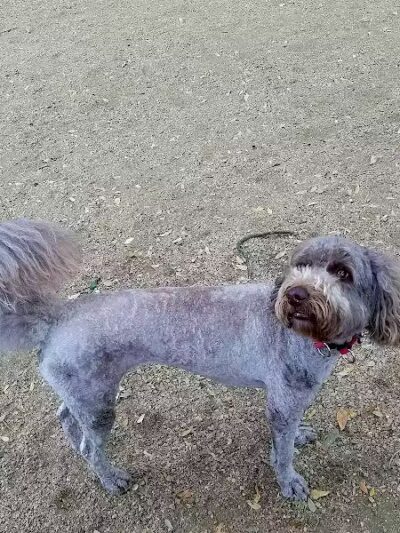 Ervan Chew Dog Park - Houston, TX