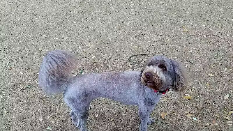 Ervan Chew Dog Park - Houston, TX