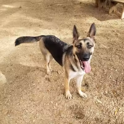 Ervan Chew Dog Park - Houston, TX