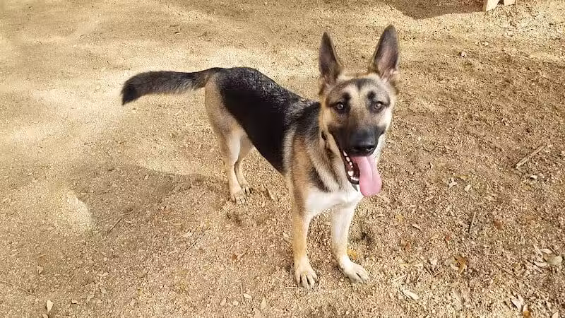 Ervan Chew Dog Park - Houston, TX