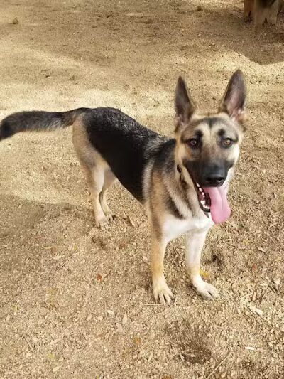 Ervan Chew Dog Park - Houston, TX