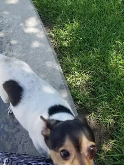 Ervan Chew Dog Park - Houston, TX