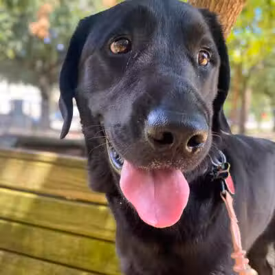 Ervan Chew Dog Park - Houston, TX