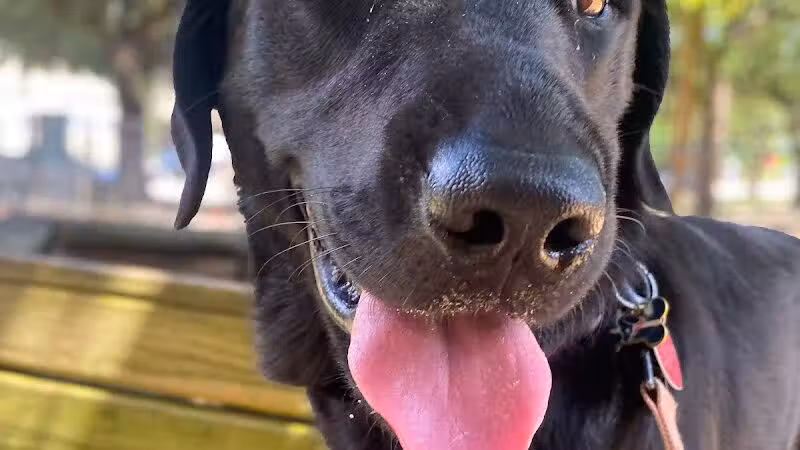 Ervan Chew Dog Park - Houston, TX