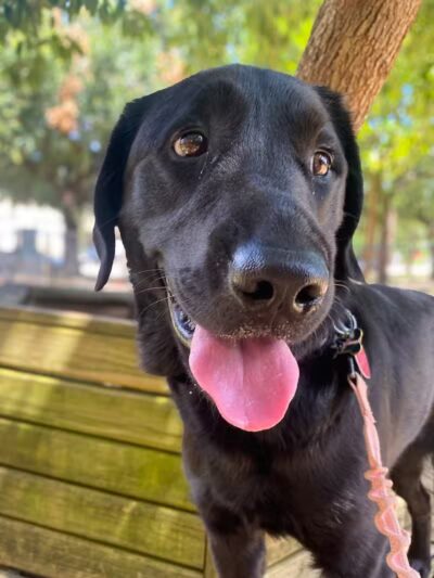 Ervan Chew Dog Park - Houston, TX