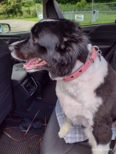 Hubbard's Scentral Dog Park - Hubbard, OH