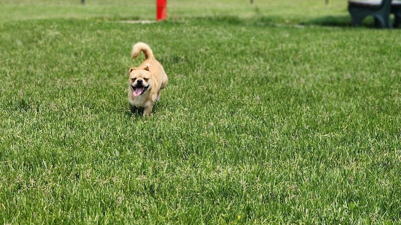 Kitty Hawk/Menlo Dog Park - Huber Heights, OH