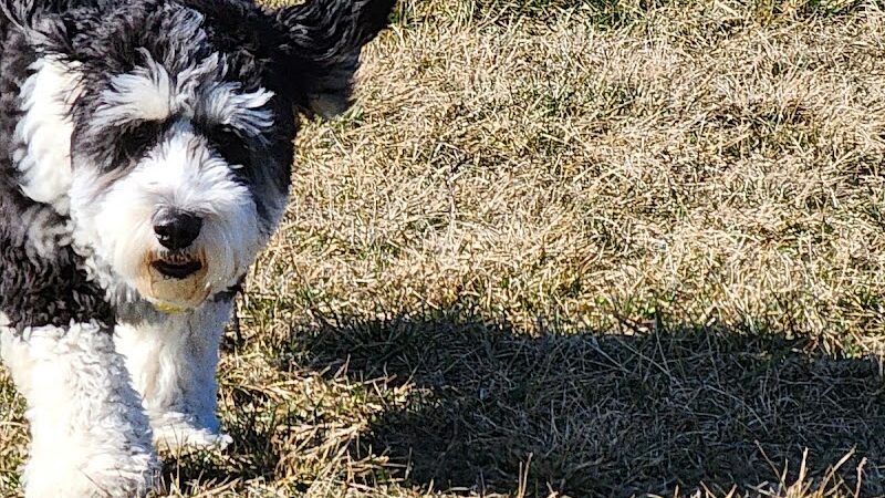 Kitty Hawk/Menlo Dog Park - Huber Heights, OH