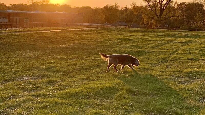 Kitty Hawk/Menlo Dog Park - Huber Heights, OH