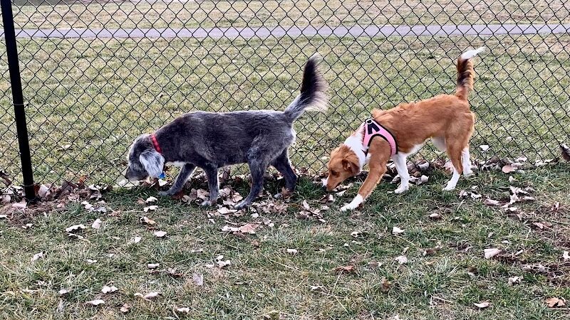 Kitty Hawk/Menlo Dog Park - Huber Heights, OH